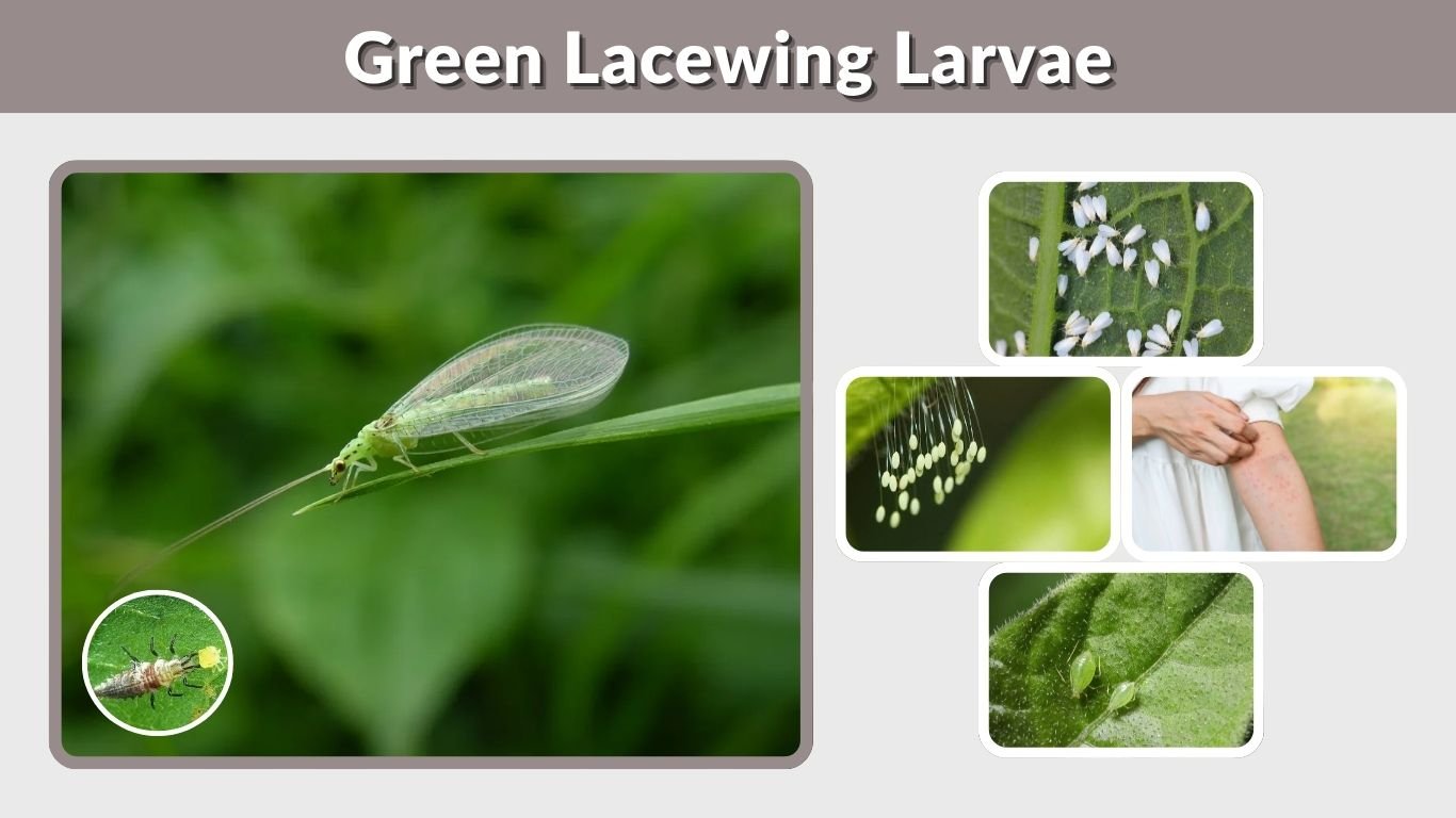 Green Lacewing Larvae: Identification, Diet, Bites, and Garden Benefits