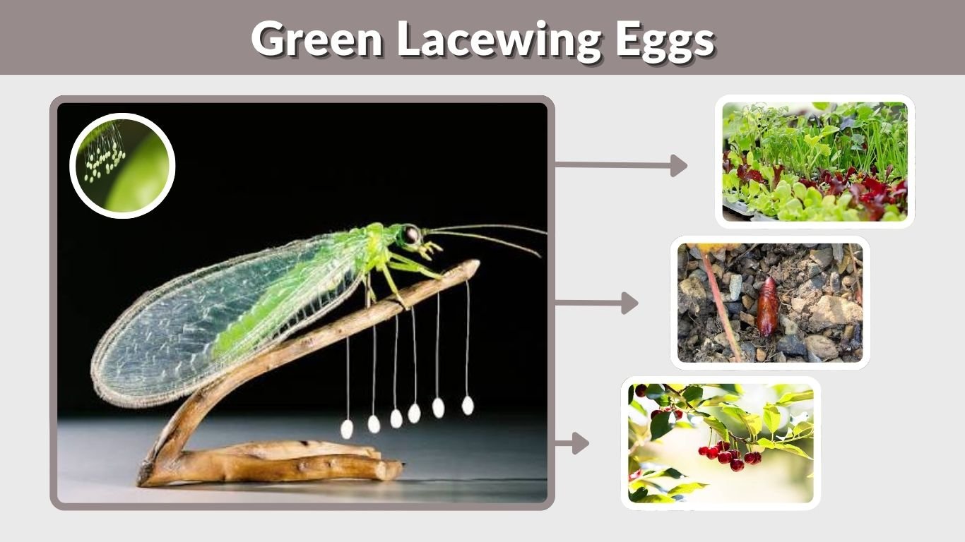 Green Lacewing Eggs: Identification, Hatching, and How to Use Them