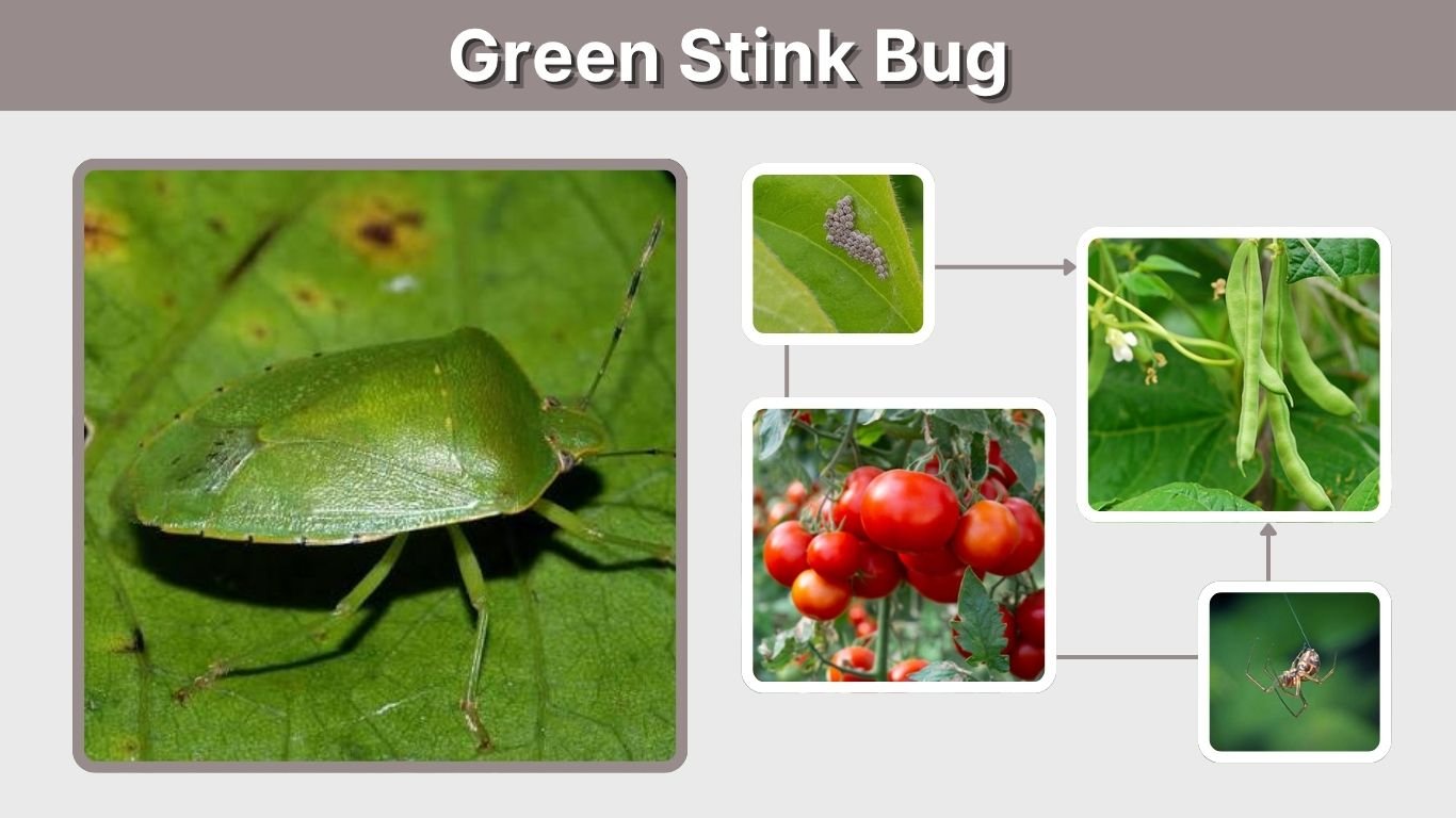 Green Stink Bug: Identification, Life Cycle, Damage & Control