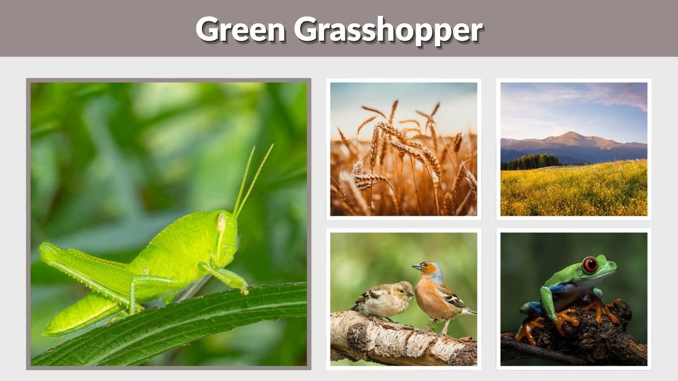Green Grasshopper: Identification, Types, Meaning, and Facts
