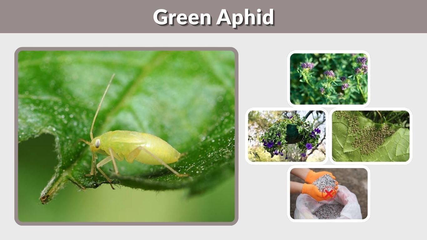 Green Aphid: Identification, Life Cycle, Damage, and Control