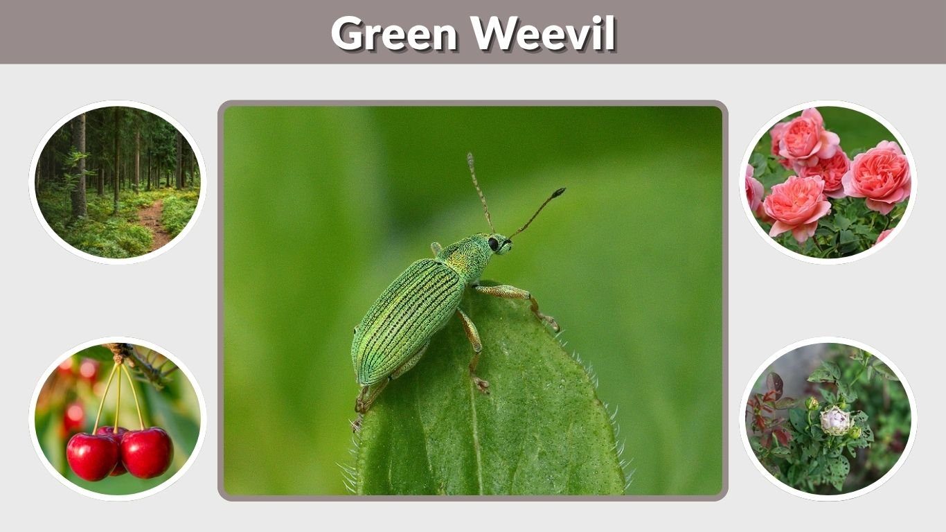 Green Weevil: Identification, Types, Life Cycle, Damage, and Control