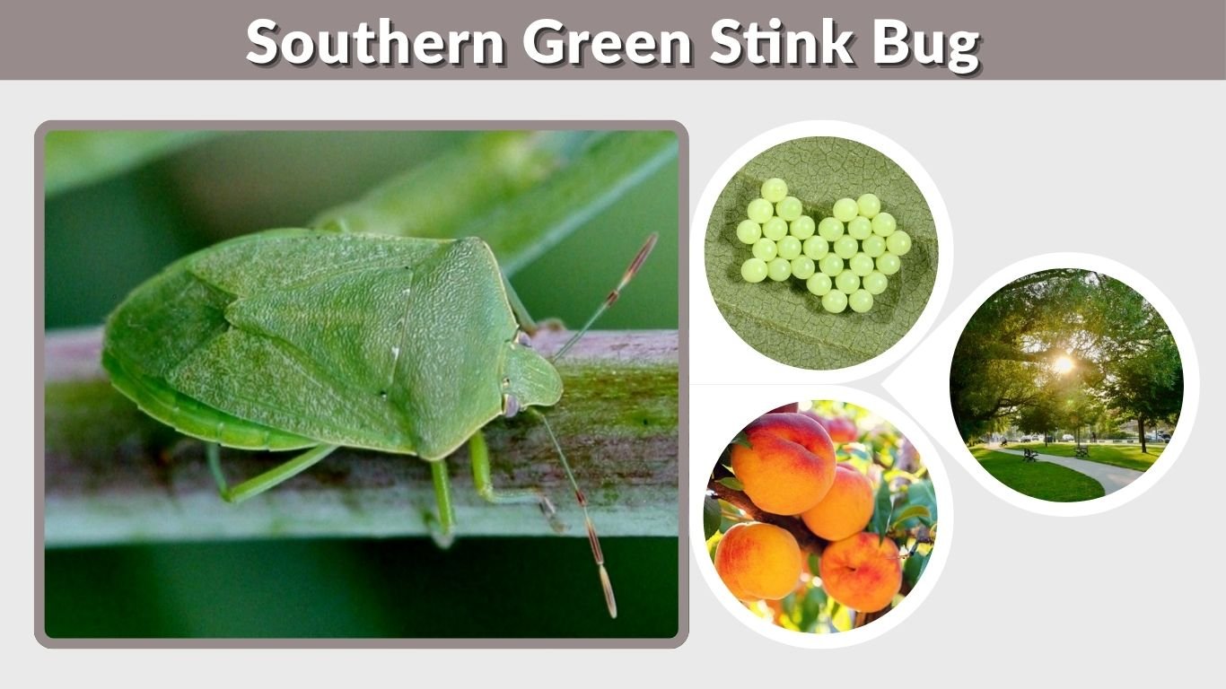 Southern Green Stink Bug: Identification, Control and Life Cycle