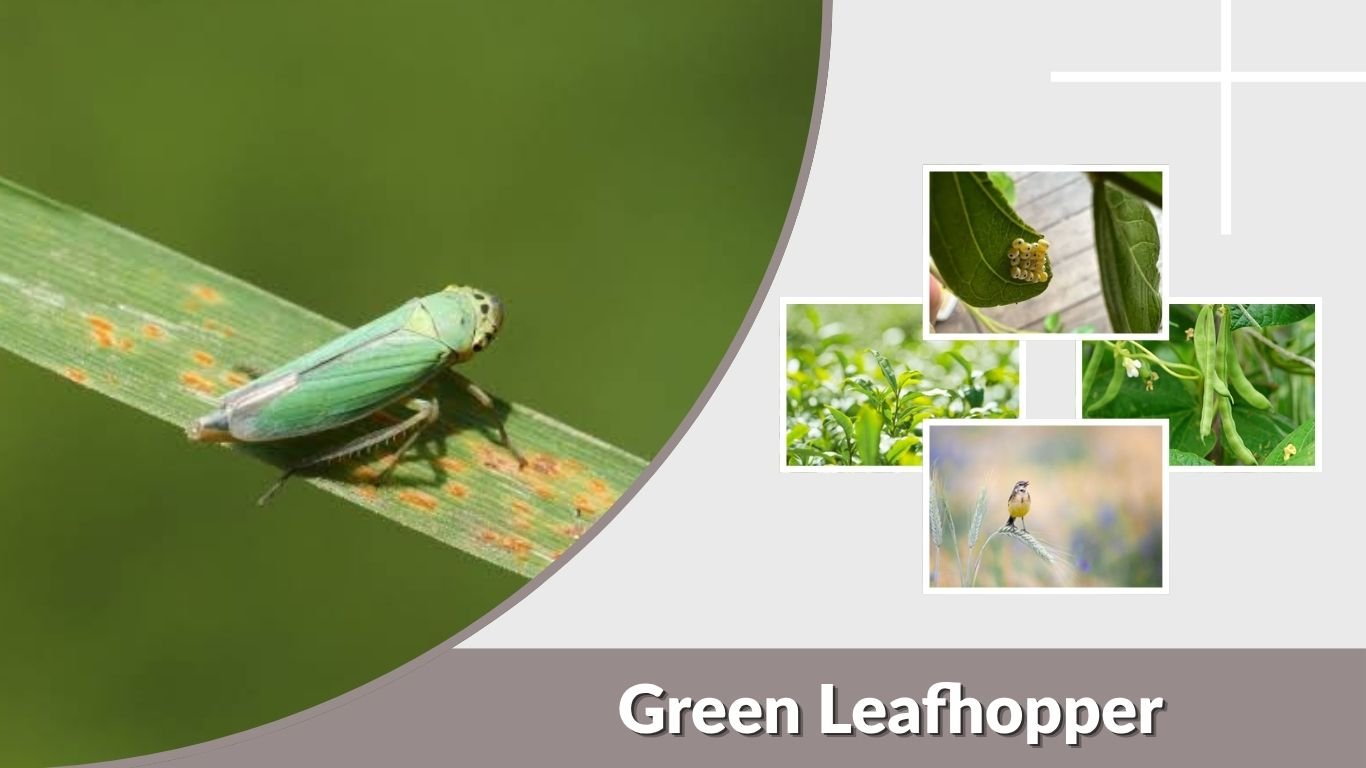 Green Leafhopper: Identification, Damage, Bite and Control