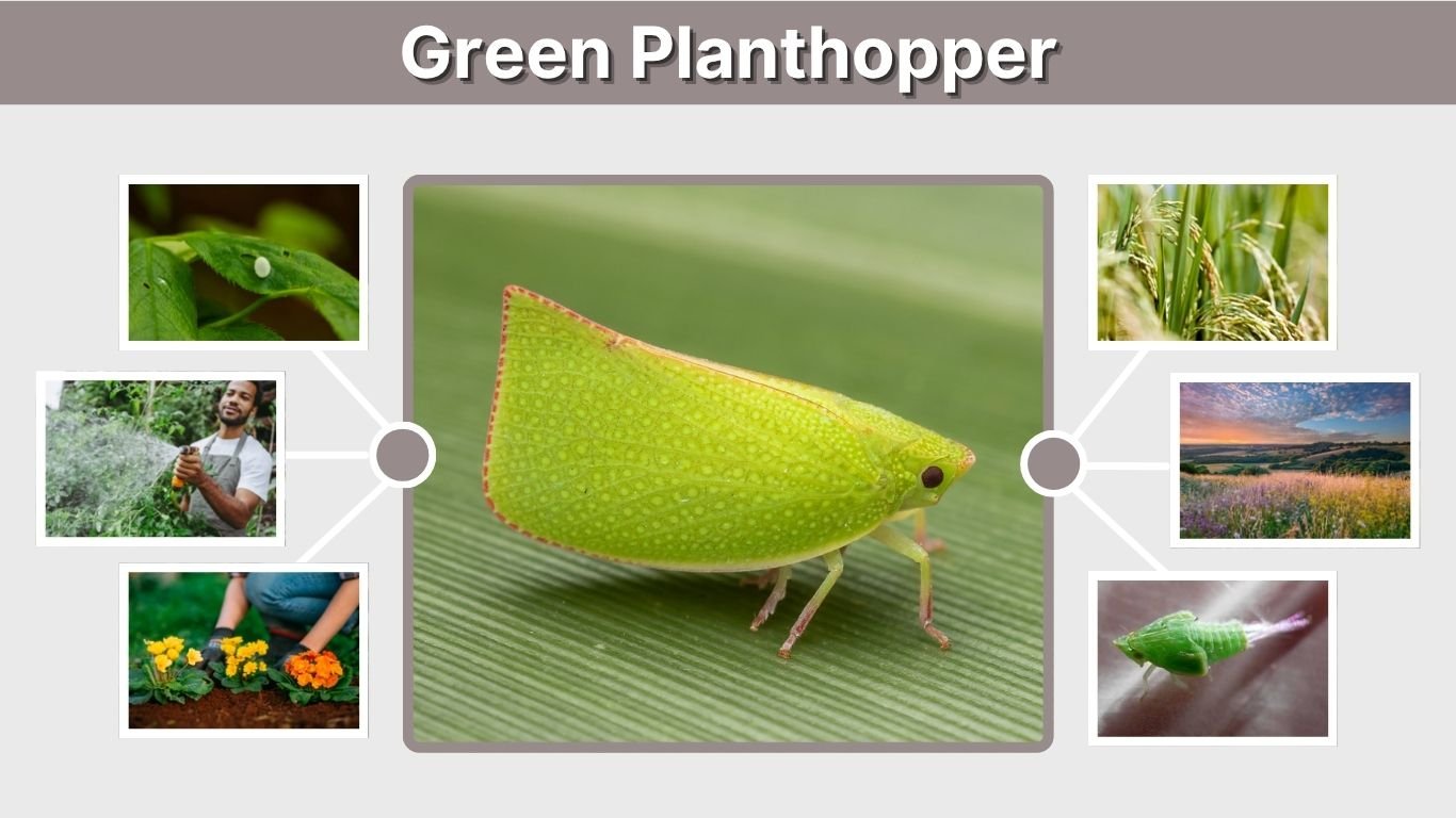 Green Planthopper: Identification, Nymph, Bite and Control