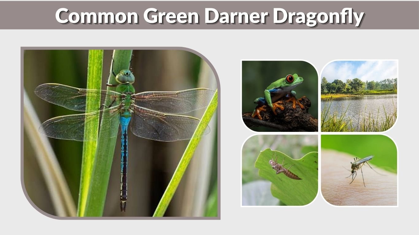 Common Green Darner Dragonfly: Size, Habitat and Life Cycle