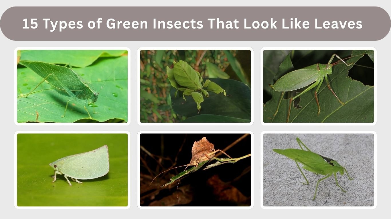 15 Types of Green Insects That Look Like Leaves: ID with Pictures