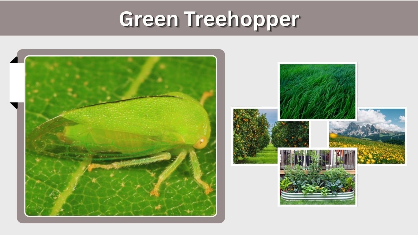 Green Treehopper: Identification, Nymphs, Diet & Life Cycle