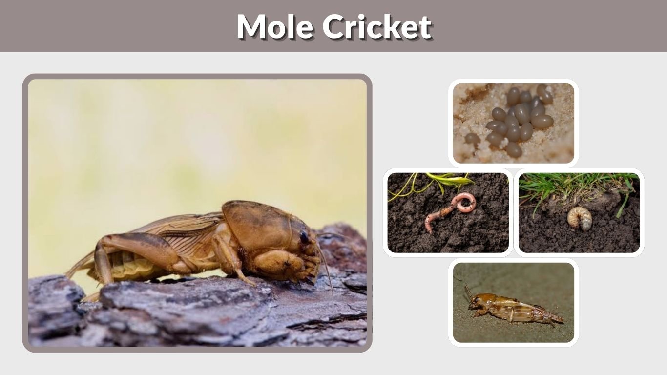 Mole Cricket: Identification, Damage, Bite & Control