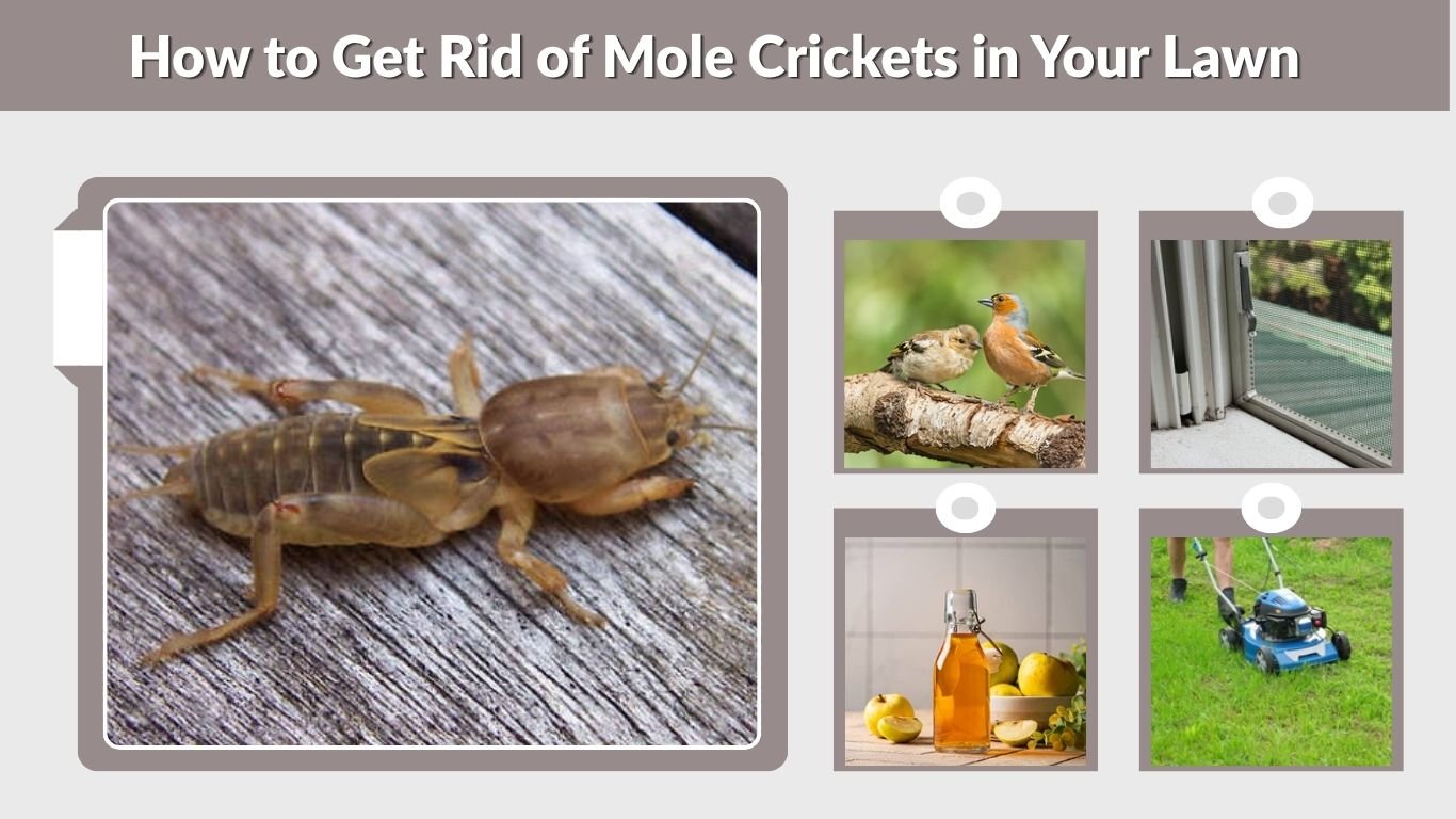 How to Get Rid of Mole Crickets in Your Lawn & Yard