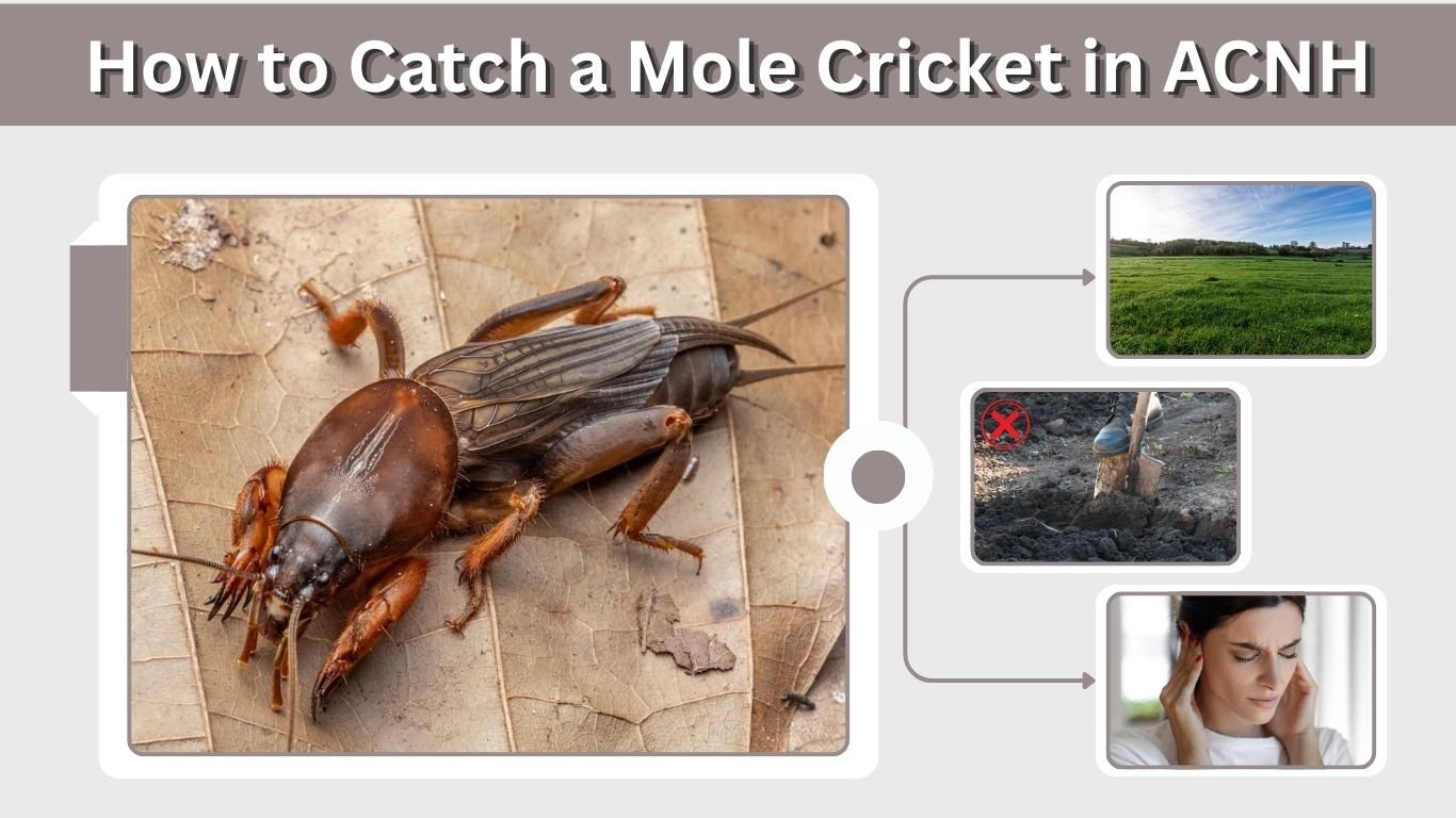 How to Catch a Mole Cricket in ACNH: Easy Guide