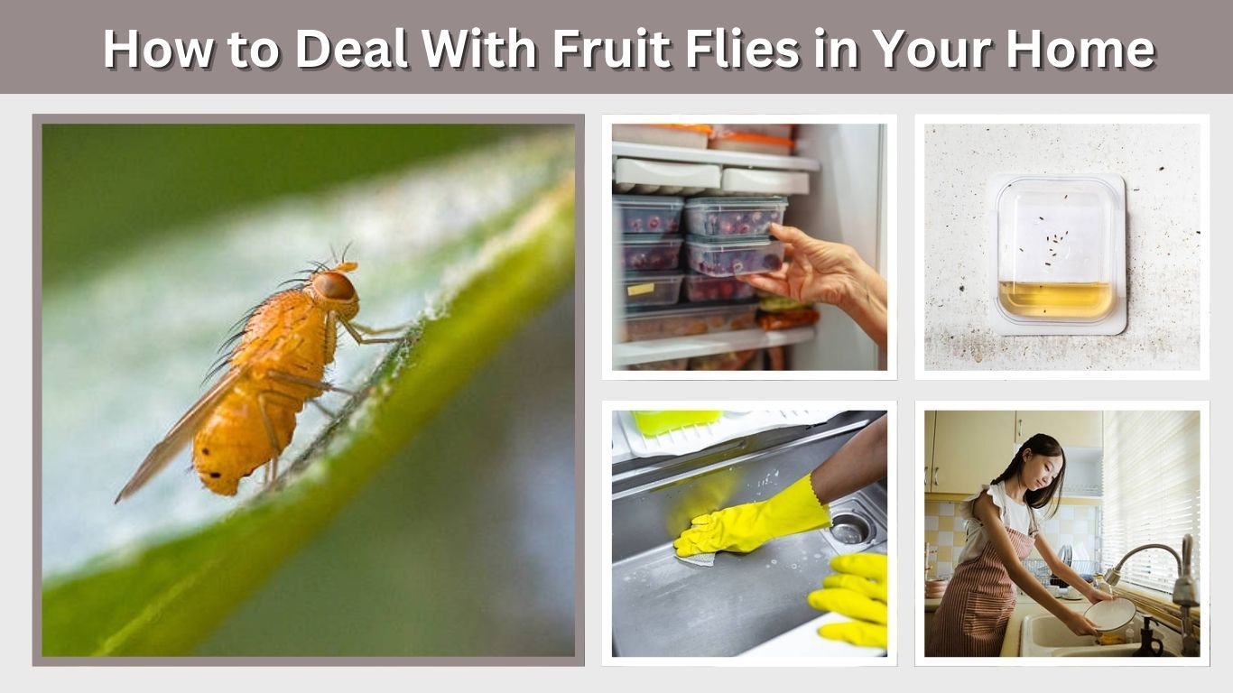 How to Deal With Fruit Flies in Your Home