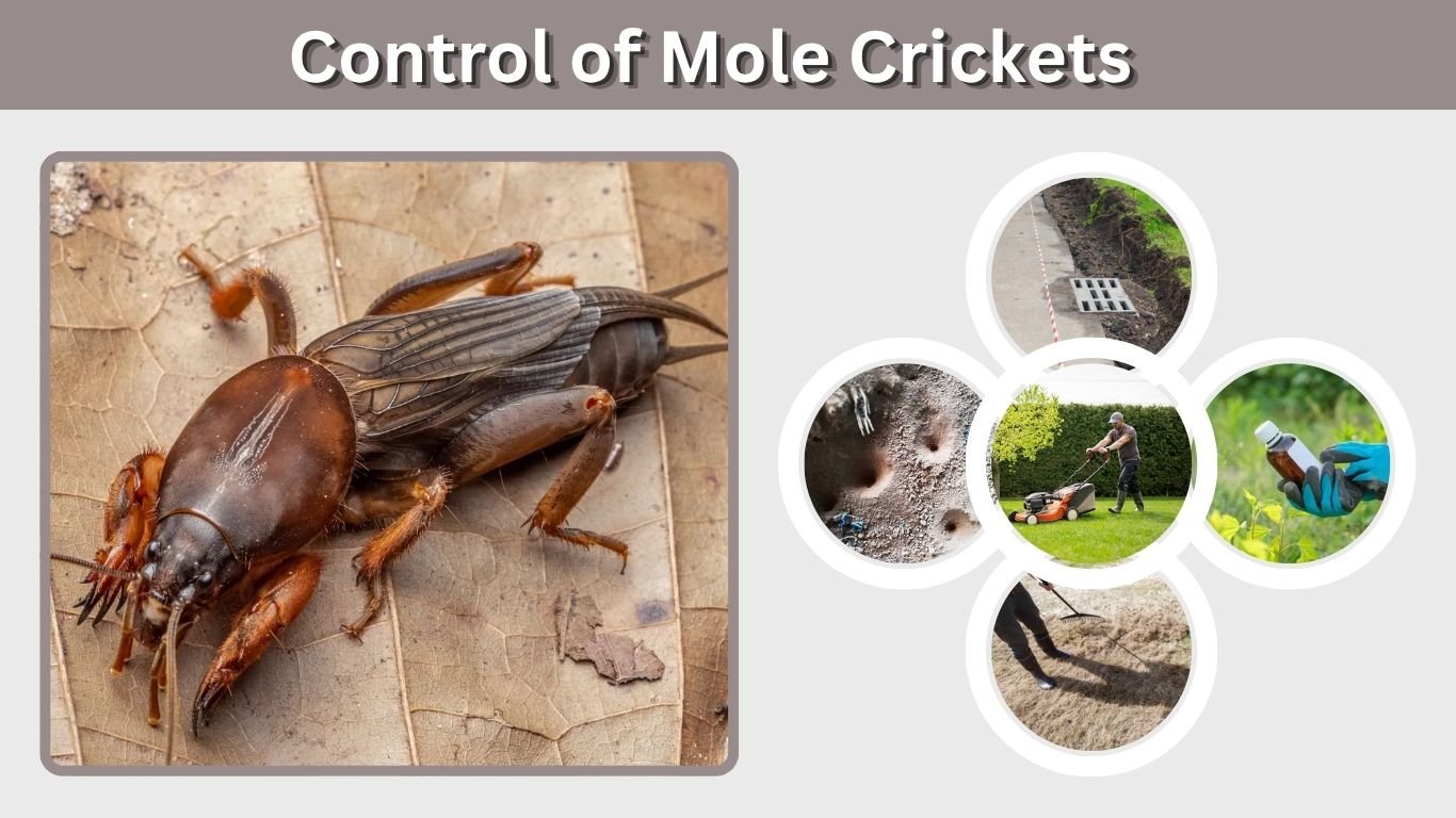 Control of Mole Crickets: Best Treatment and Prevention Tips