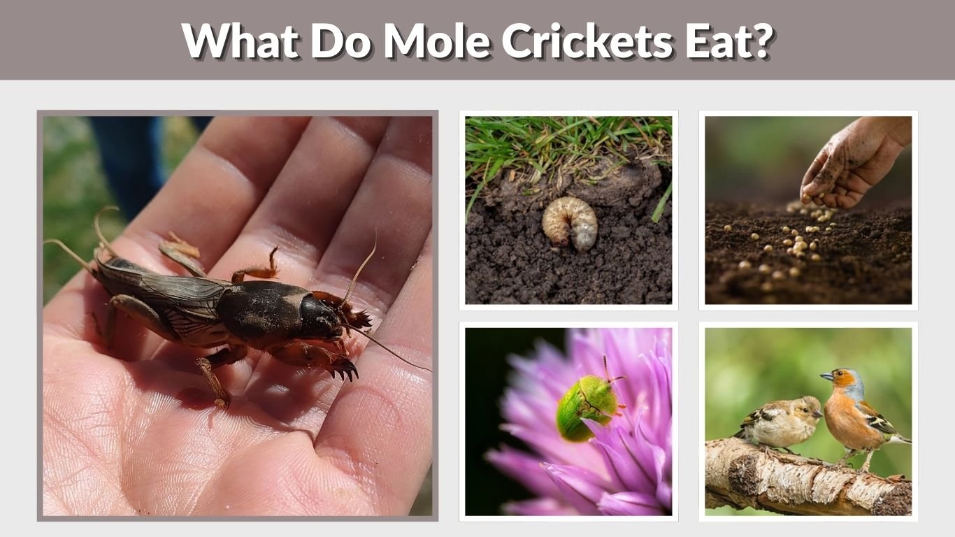 What Do Mole Crickets Eat? 10 Common Foods and Diet Facts 