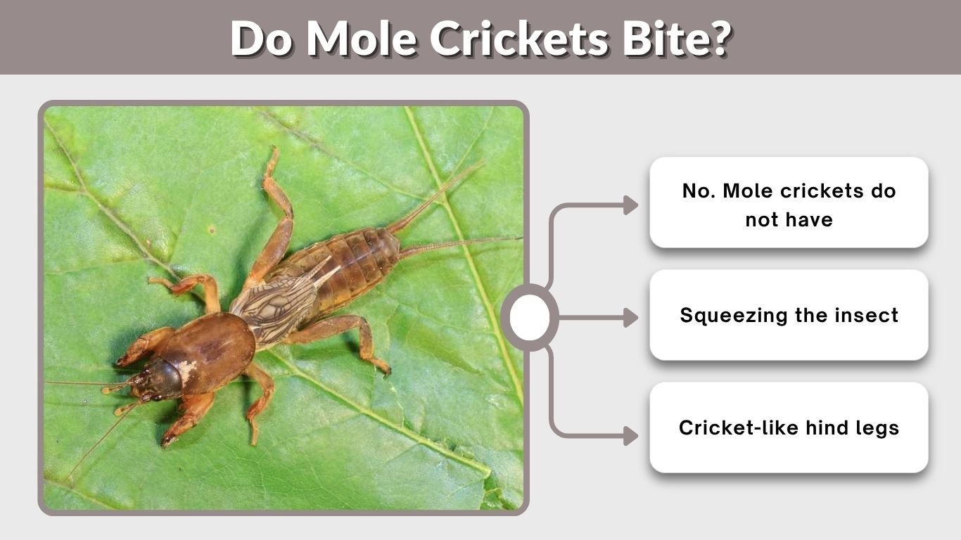 Do Mole Crickets Bite? Facts About Bites, Stings and Safety