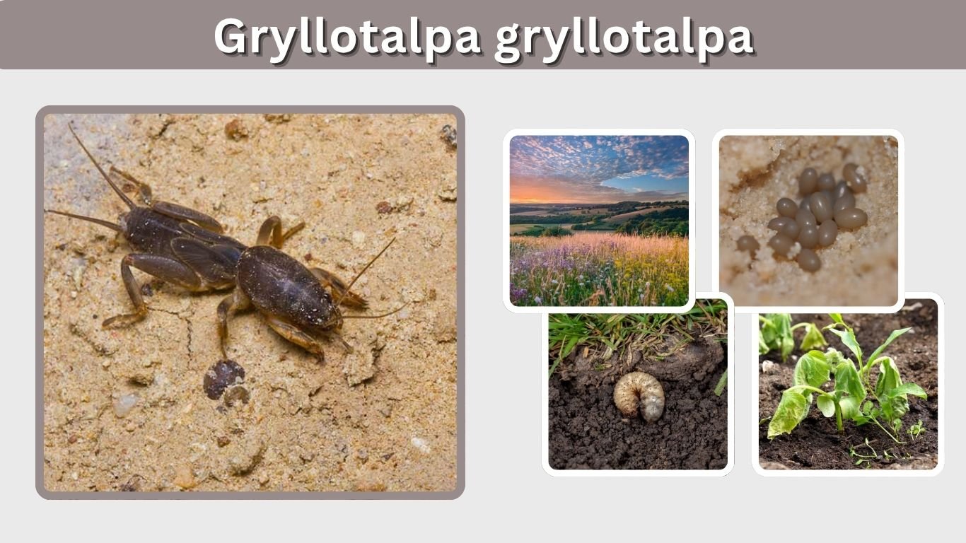 Gryllotalpa gryllotalpa: Habitat, Diet and Life Cycle