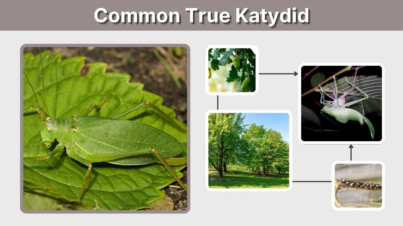 Common True Katydid: Sound, Diet, Size and Facts