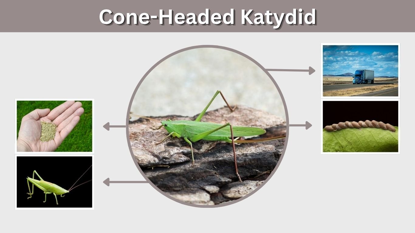Cone-Headed Katydid: Sound, Species, Diet and Facts