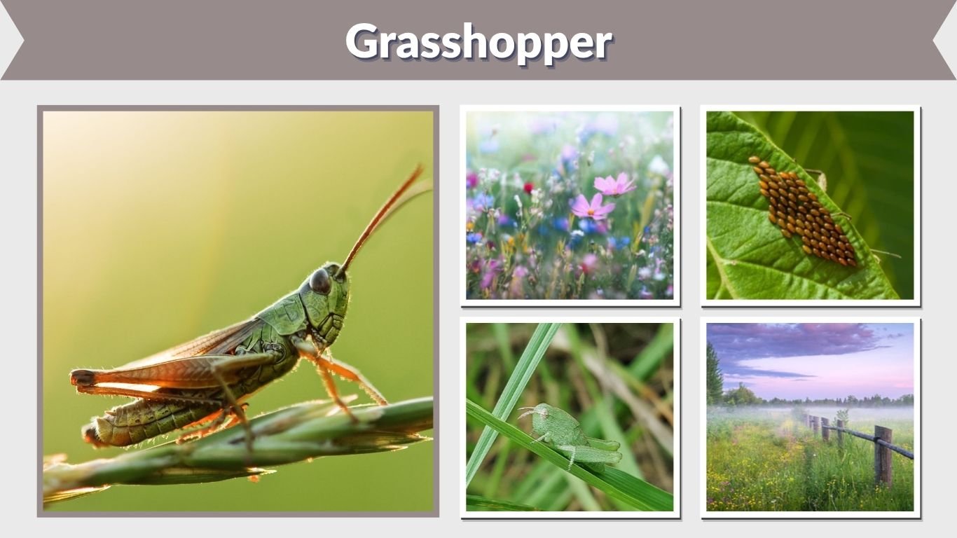 Grasshopper: Diet, Life Cycle, Bite, Wings and Facts
