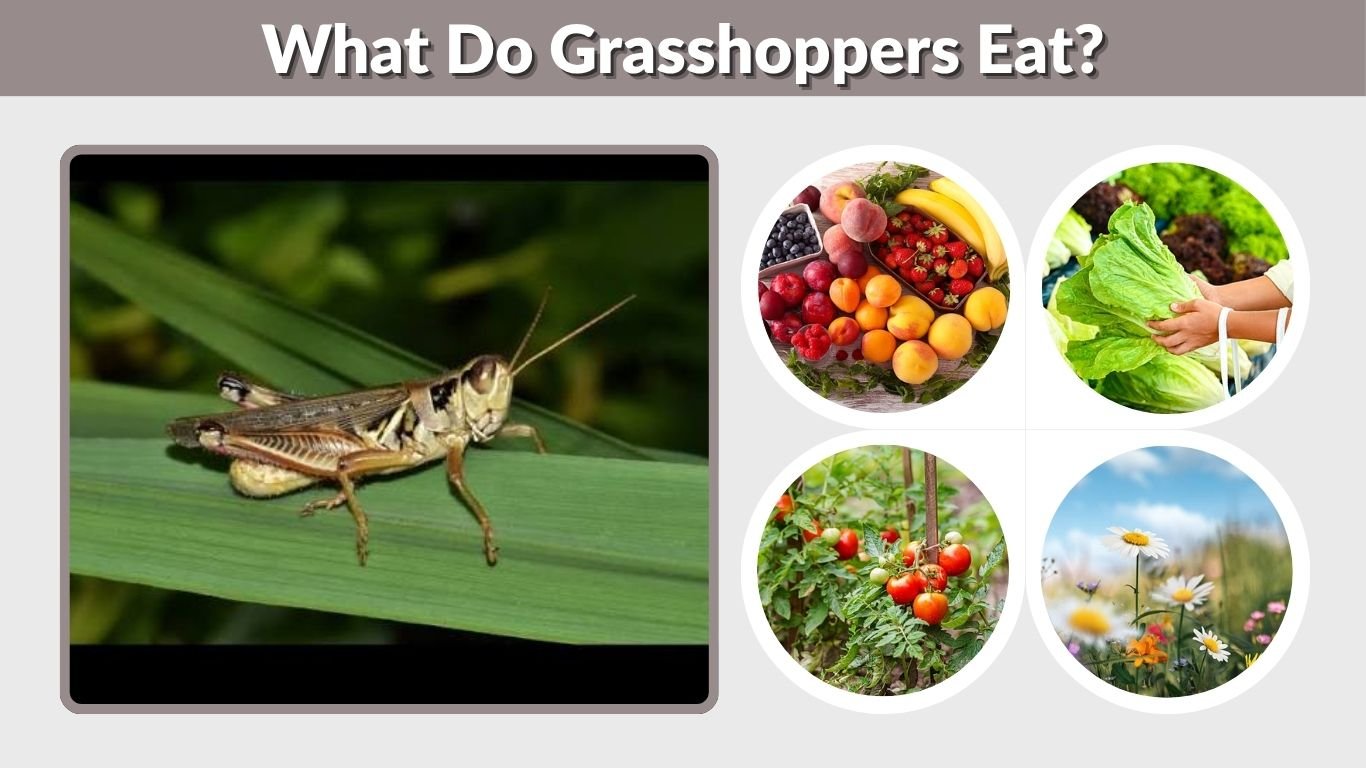 What Do Grasshoppers Eat? 10 Foods They Commonly Eat