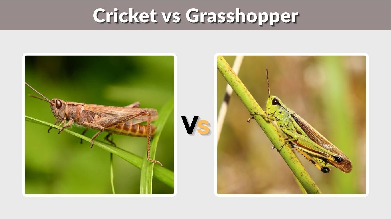 Cricket vs Grasshopper: Key Differences You Should Know
