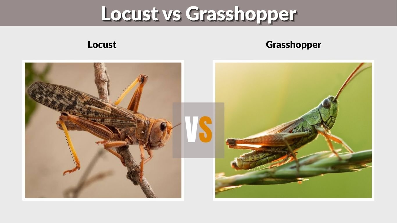 Locust vs Grasshopper: How to Tell Them Apart