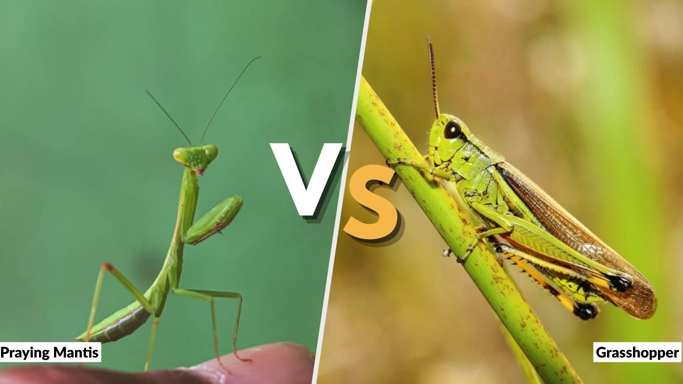 Praying Mantis vs Grasshopper: How to Tell Them Apart