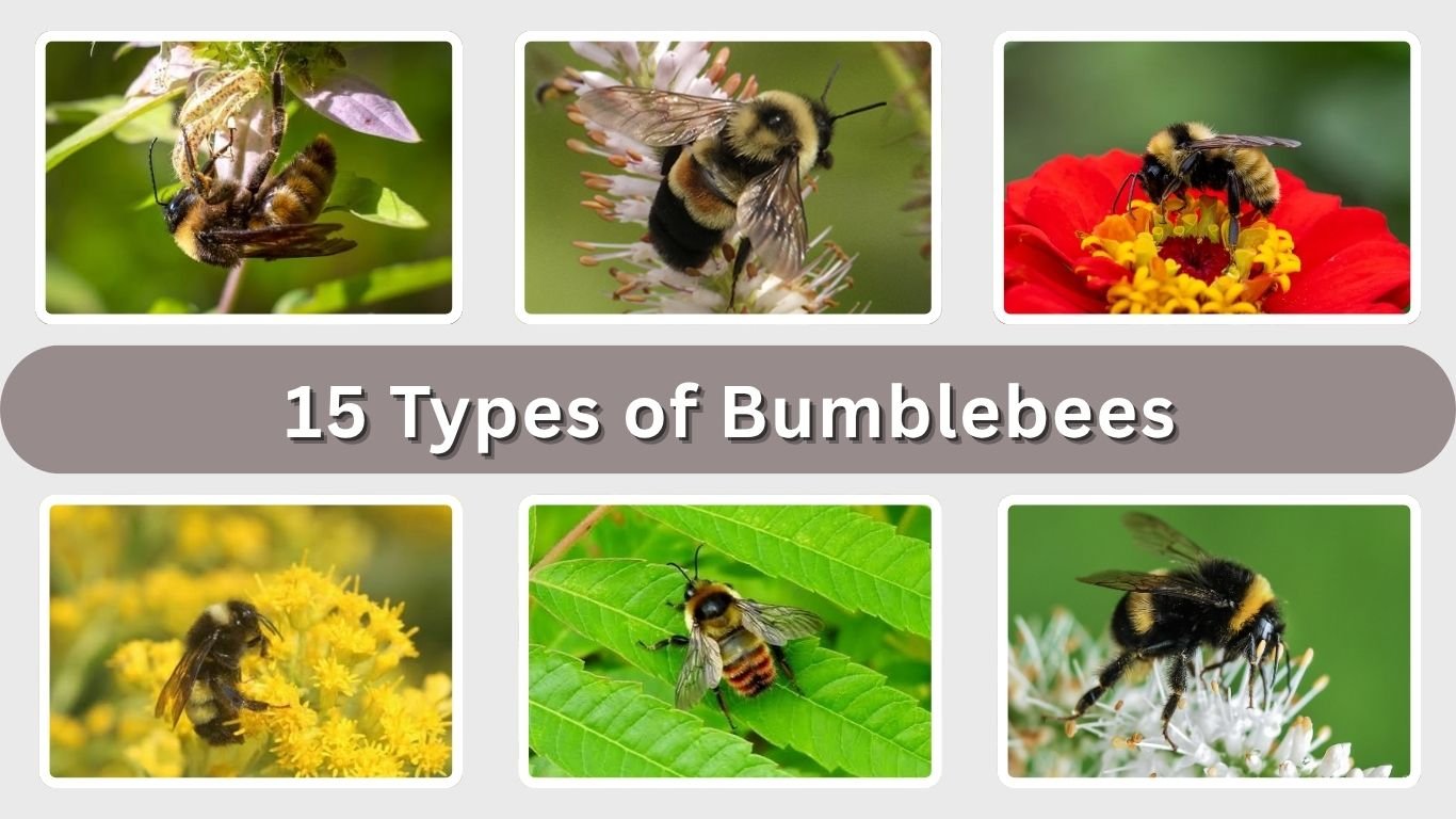 15 Types of Bumblebees: Size, Habitat, Diet & Identification