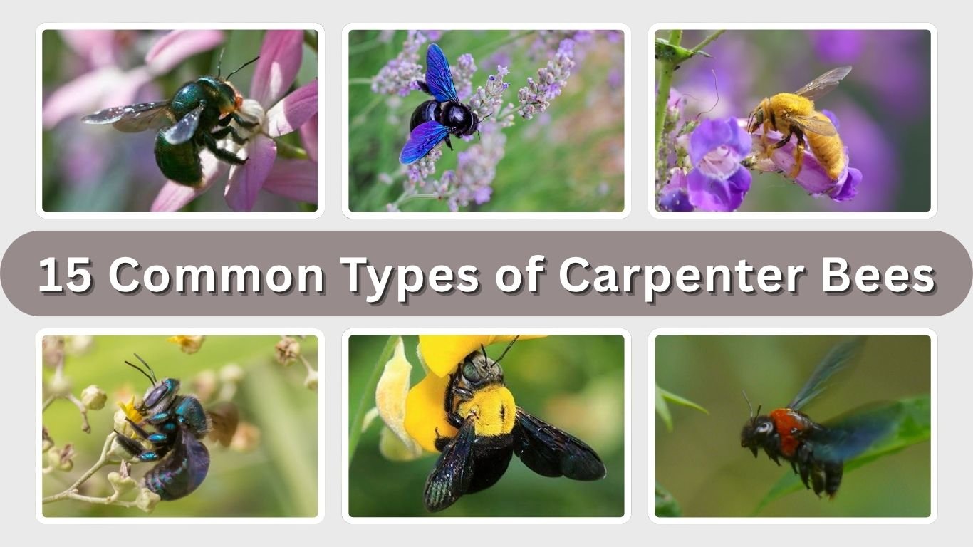 15 Common Types of Carpenter Bees: Size, Habitat, Diet & Identification