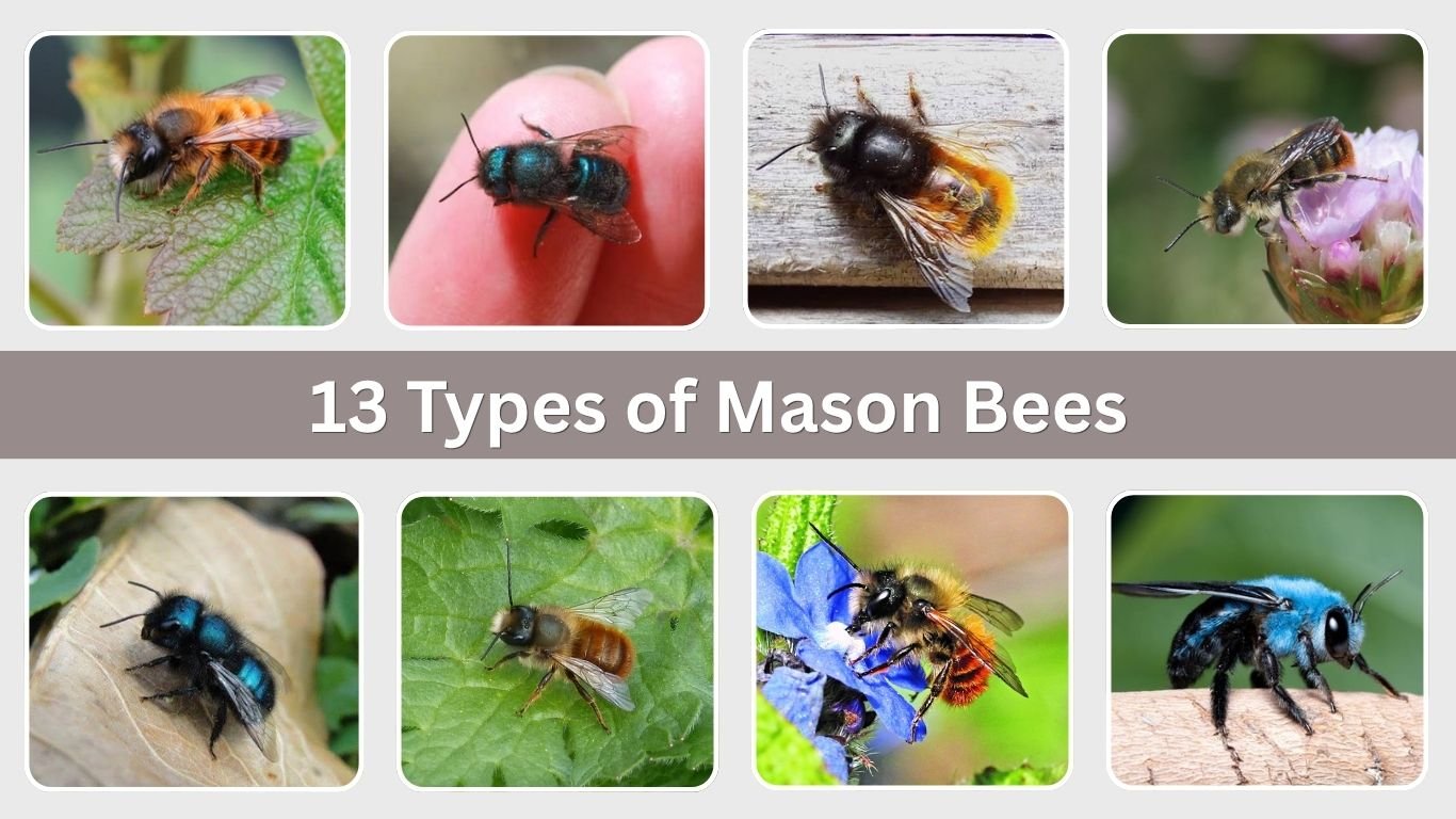 13 Types of Mason Bees: Size, Habitat, Diet, and Identification