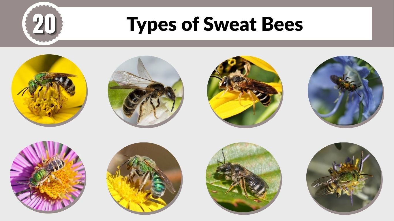 20 Types of Sweat Bees: Size, Habitat, Diet, and Identification