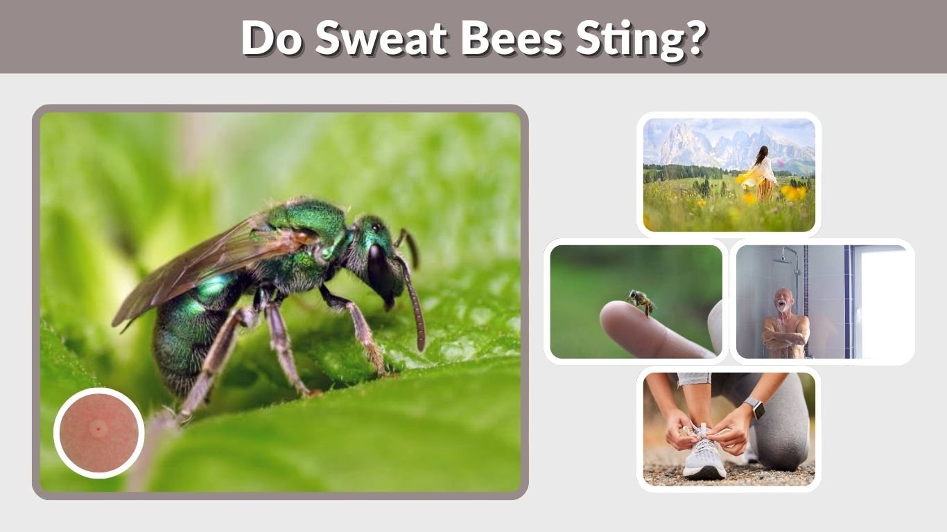 Do Sweat Bees Sting? Bite, Pain, Risk & What to Do