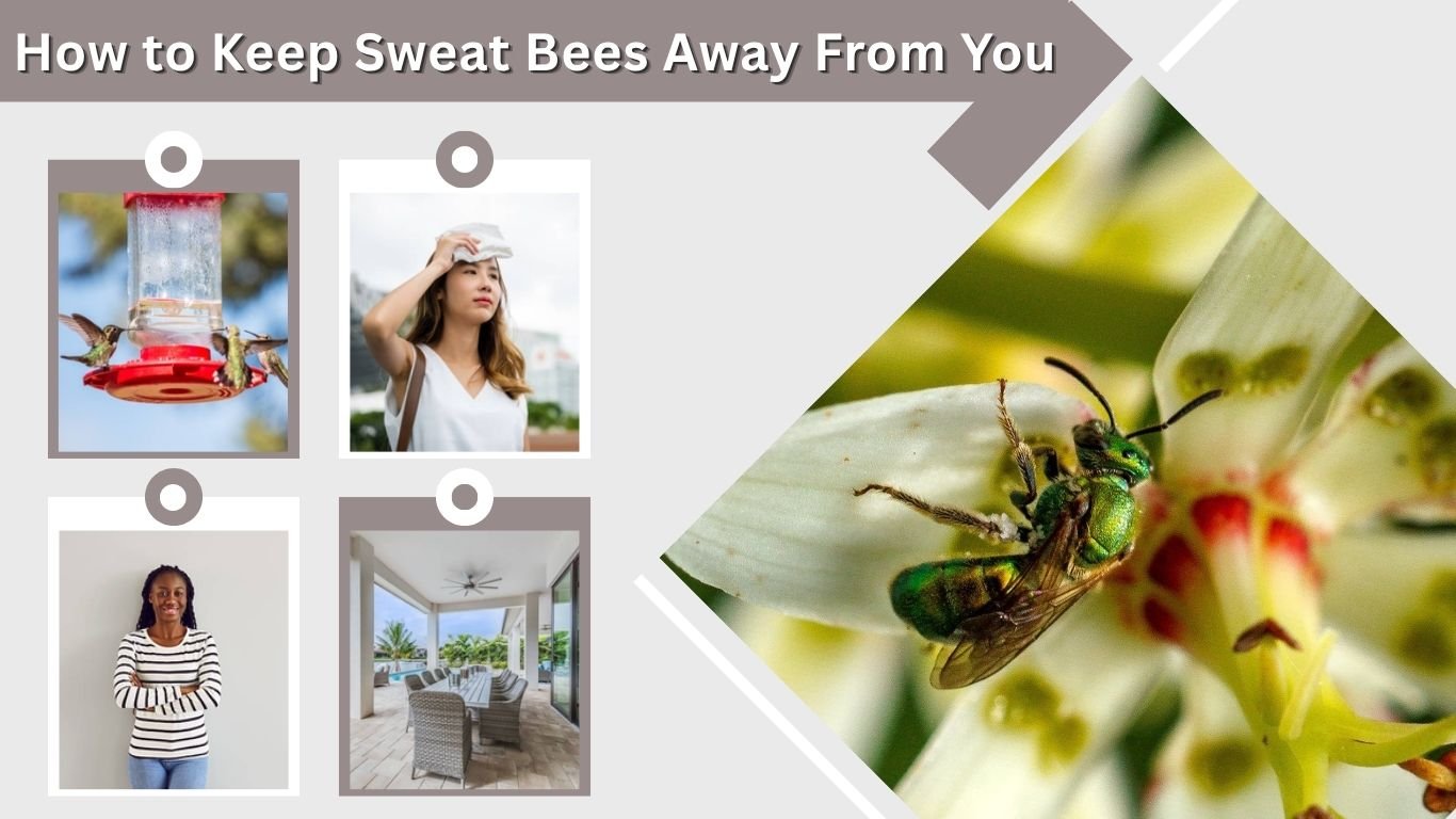 How to Keep Sweat Bees Away From You, Pool & Porch