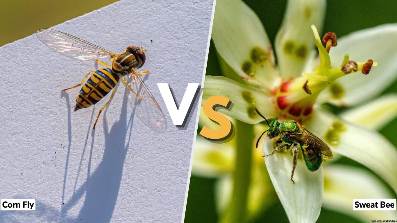 Corn Fly vs Sweat Bee: Identification, Sting & Differences