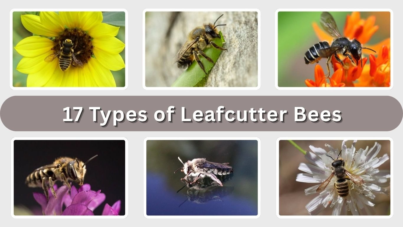 17 Types of Leafcutter Bees: Size, Habitat, Diet, and Identification