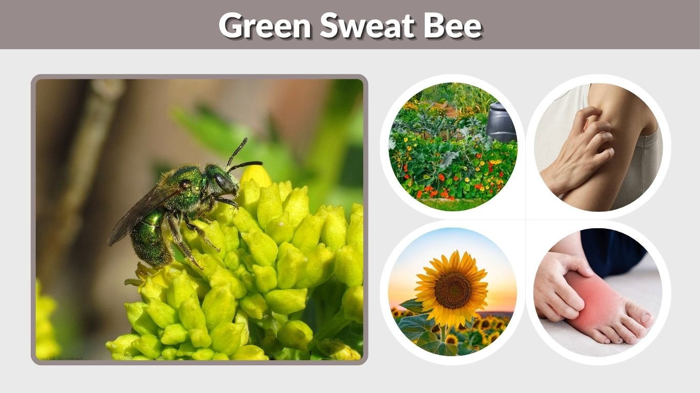 Green Sweat Bee: Identification, Sting, Nest & Habitat