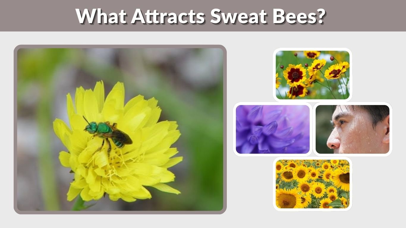 What Attracts Sweat Bees? Why They Follow People & Pools