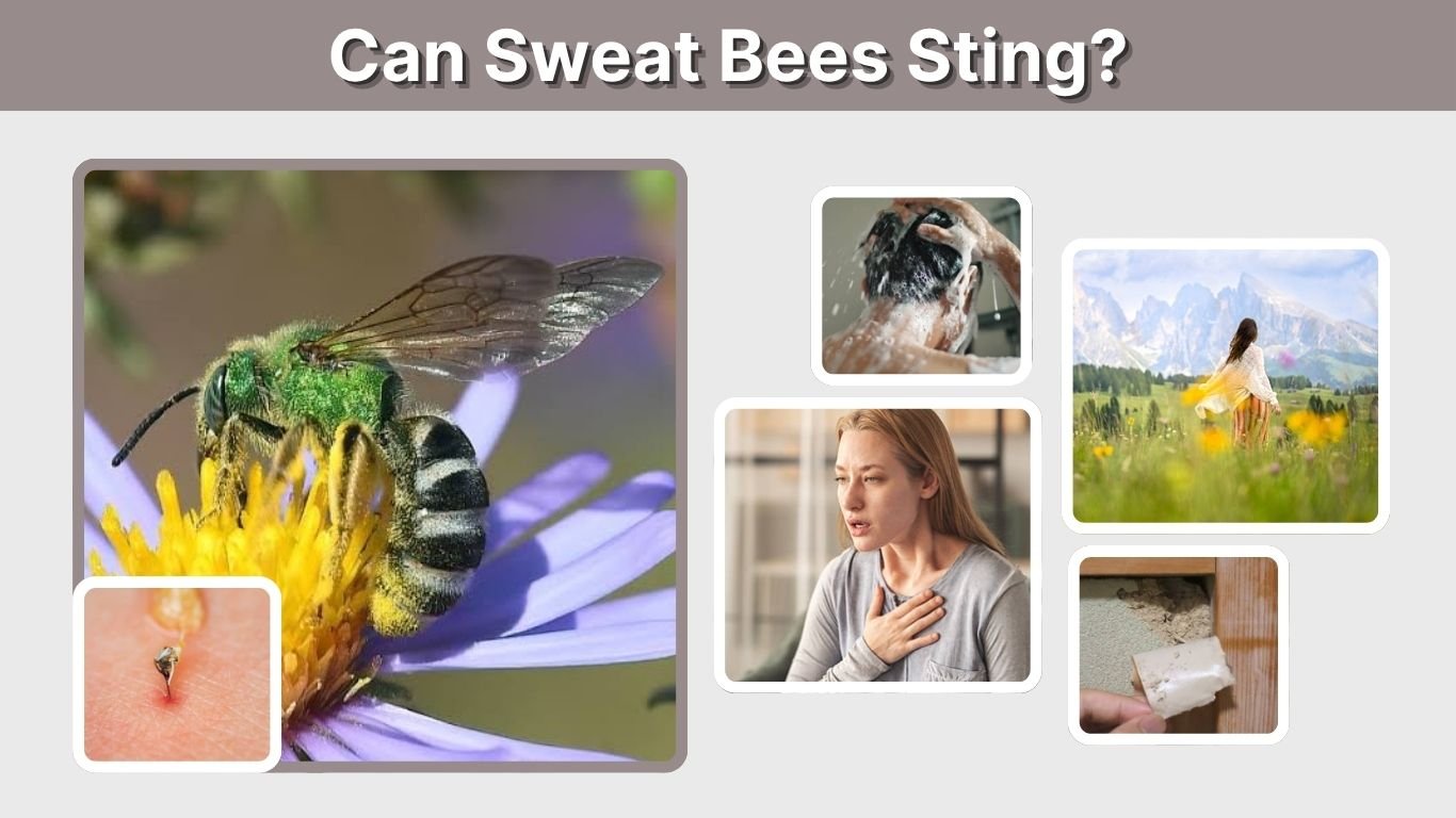 Can Sweat Bees Sting? Risks, Reactions, and What to Do