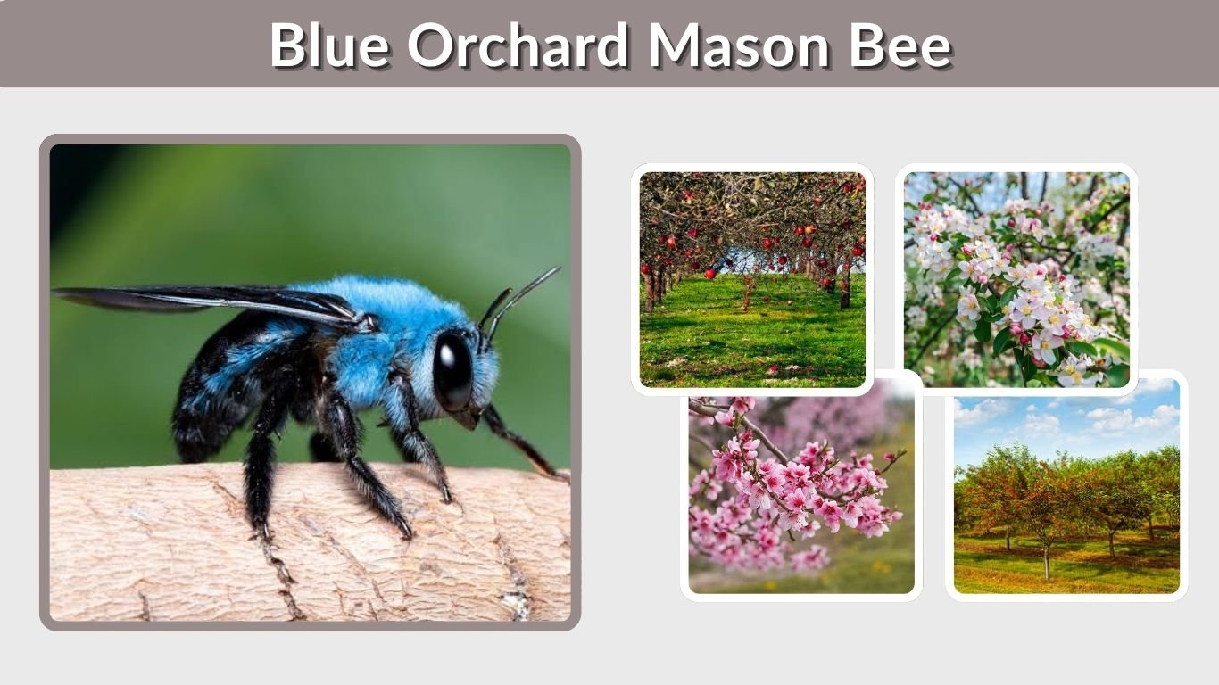 Blue Orchard Mason Bee: Identification, Nesting, and Life Cycle