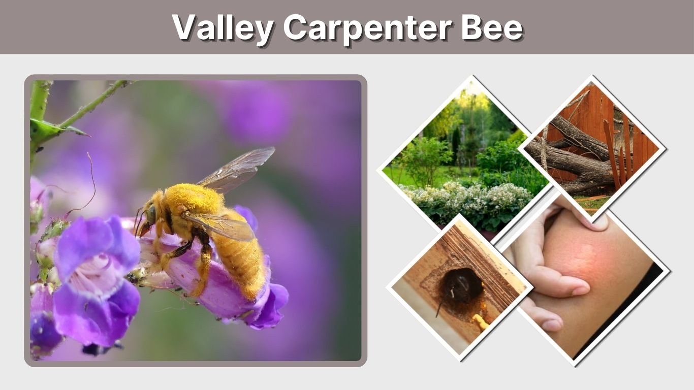 Valley Carpenter Bee: Male vs Female, Sting, Size & Facts