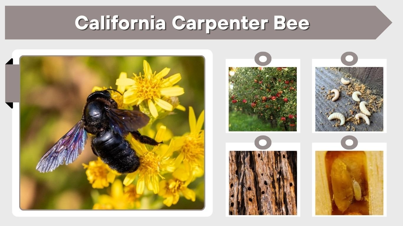 California Carpenter Bee: Identification, Sting, Nest & Facts