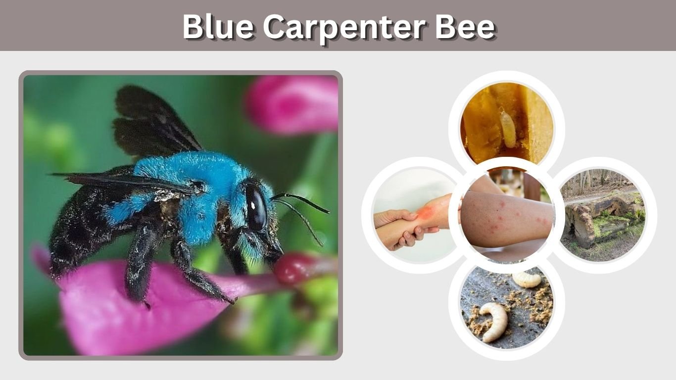 Blue Carpenter Bee: Size, Sting, Habitat & Life Cycle