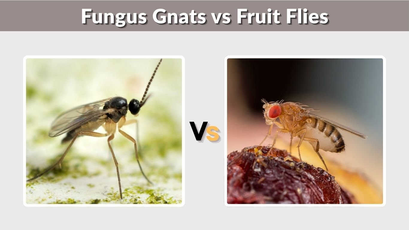 Fungus Gnats vs Fruit Flies: Key Differences and Control