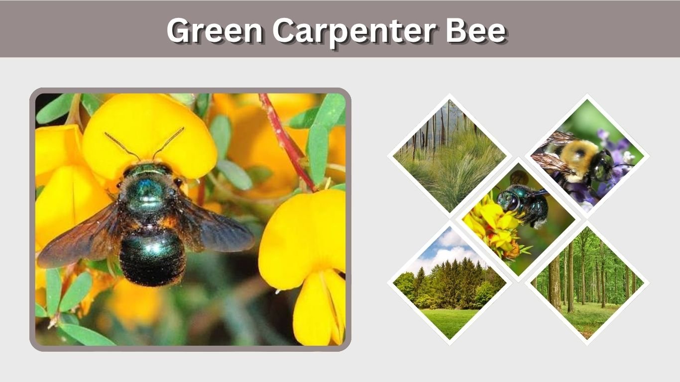 Green Carpenter Bee: Identification, Habitat, Sting & Facts