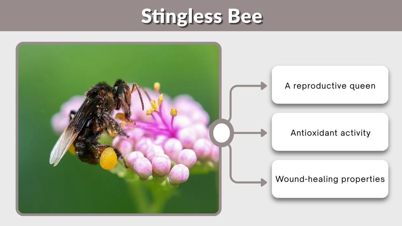 Stingless Bee: Honey, Hive, Bite, Benefits & Facts