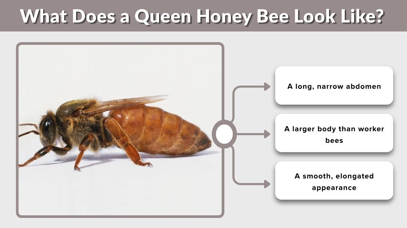 What Does a Queen Honey Bee Look Like? Identification Guide