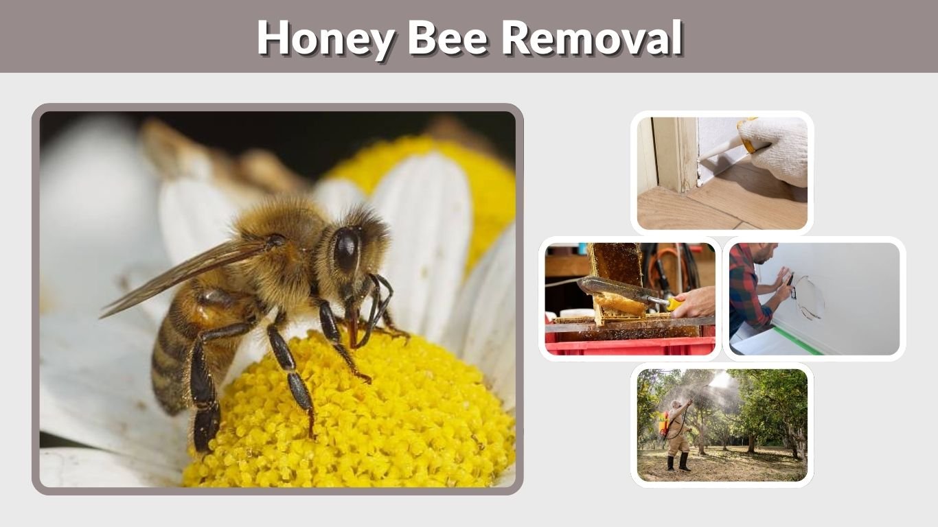 Honey Bee Removal: Safe Methods, Costs & Humane Methods 