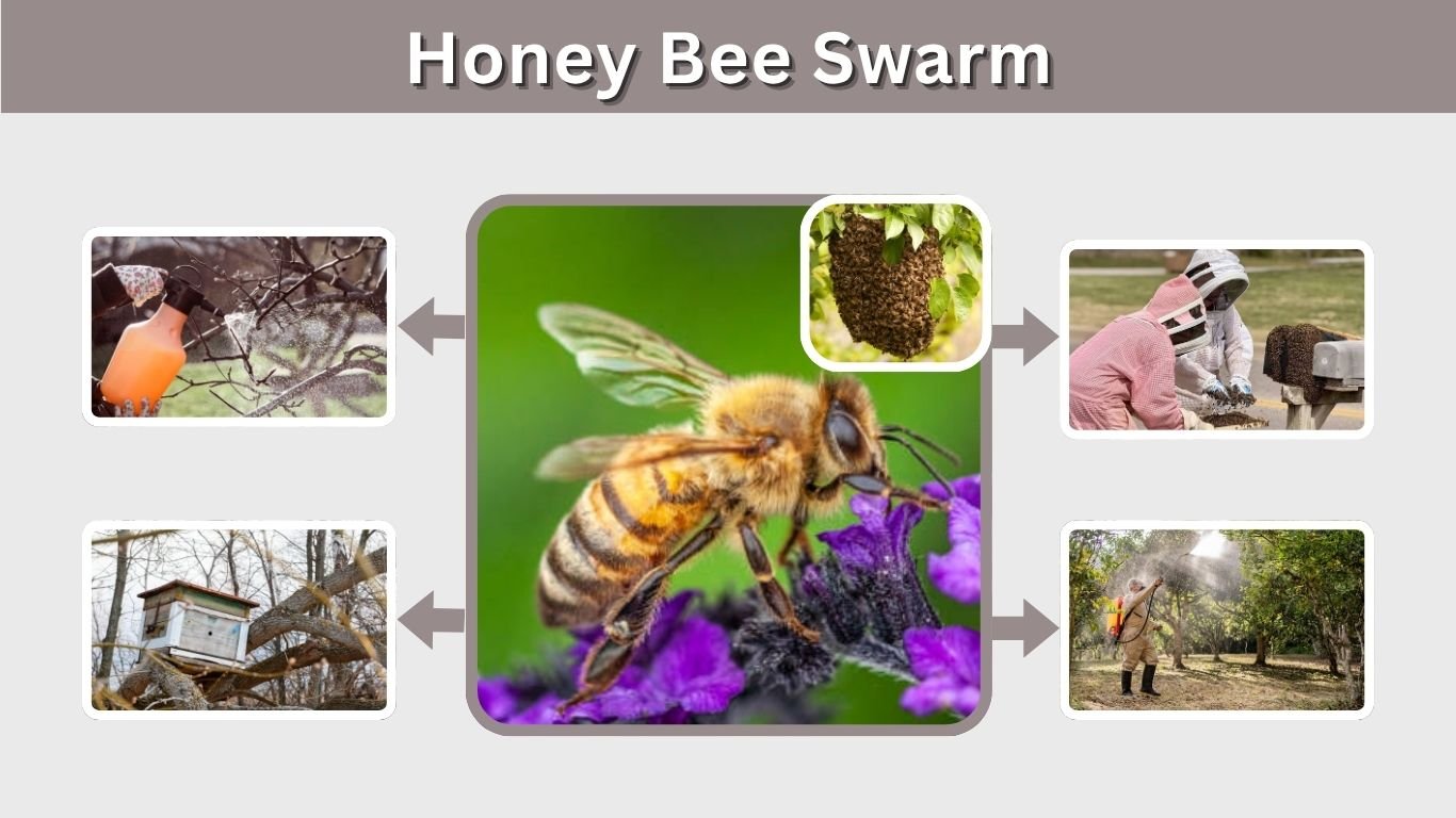 Honey Bee Swarm: Signs, Behavior, Removal, and Safety