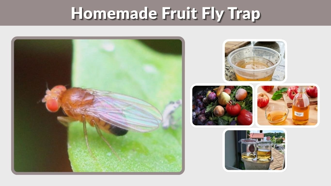 Homemade Fruit Fly Trap: Easy Methods That Actually Work