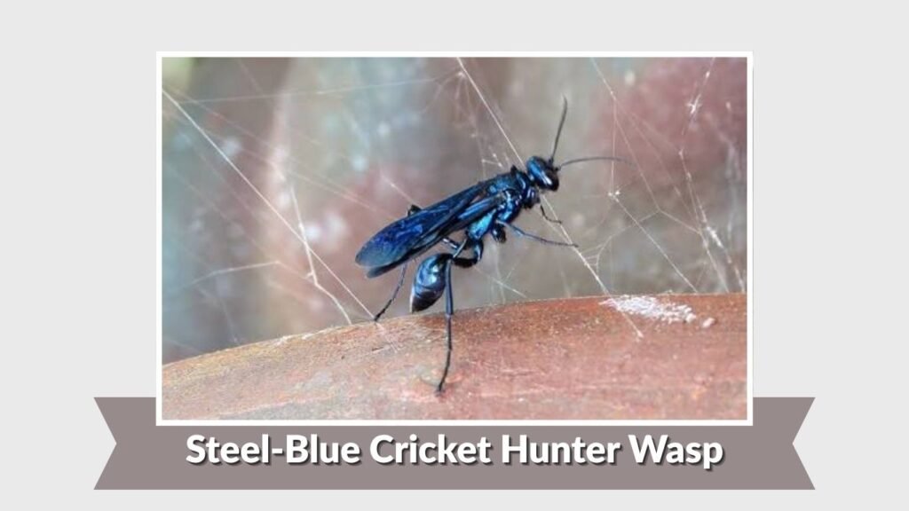Steel-Blue Cricket Hunter Wasp